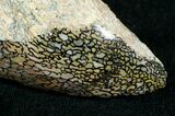 Agatized Dinosaur Bone Chunk (Polished) #6440-1